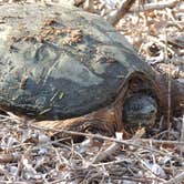 Review photo of Hammonasset State Park Campground by Tina D., September 29, 2018