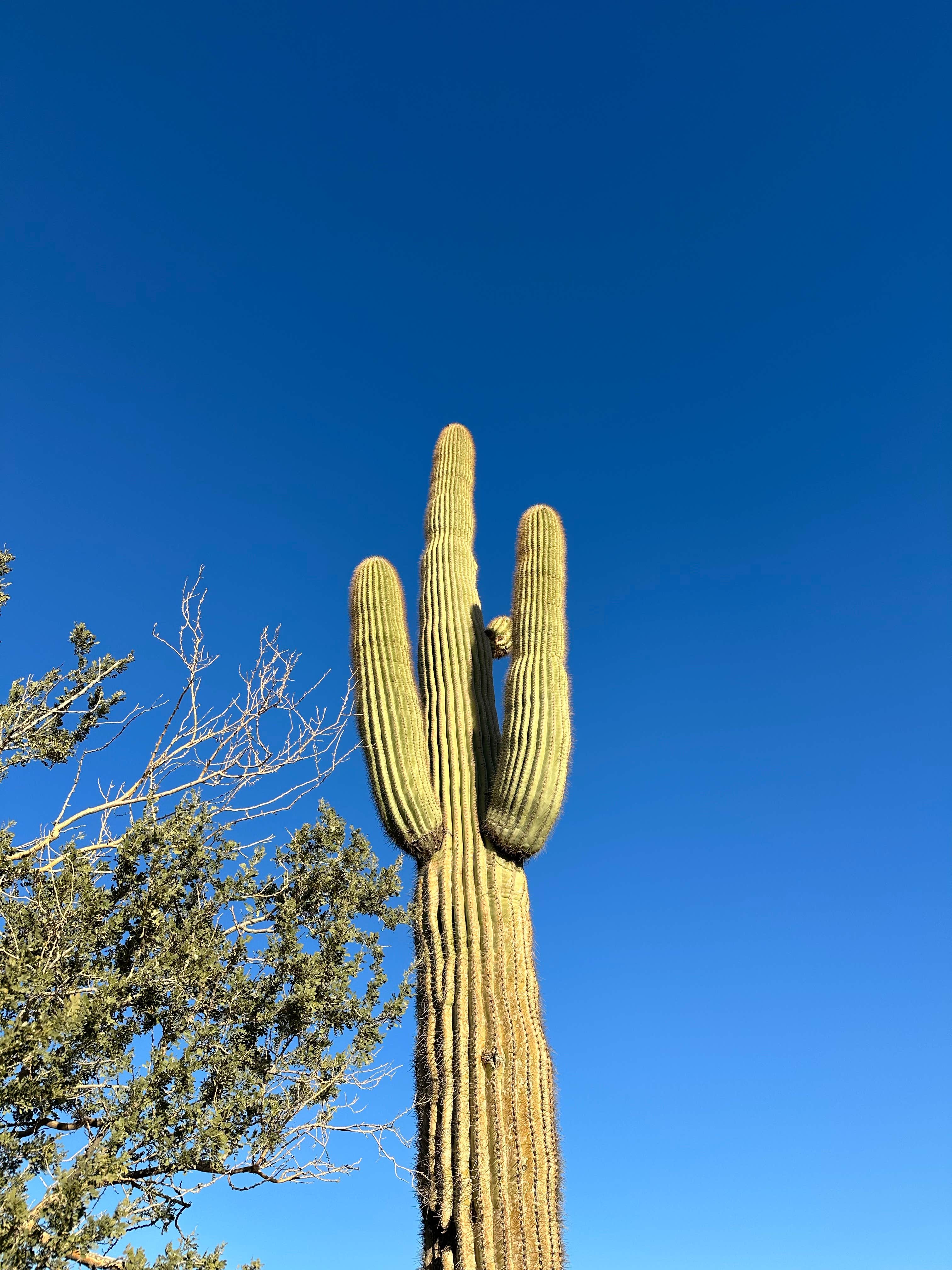 Camper-submitted photo at Quartzite - La Posa near Quartzsite, AZ
