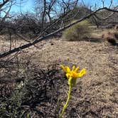 Review photo of Ghost Town Road BLM Camping by Toree M., January 28, 2023