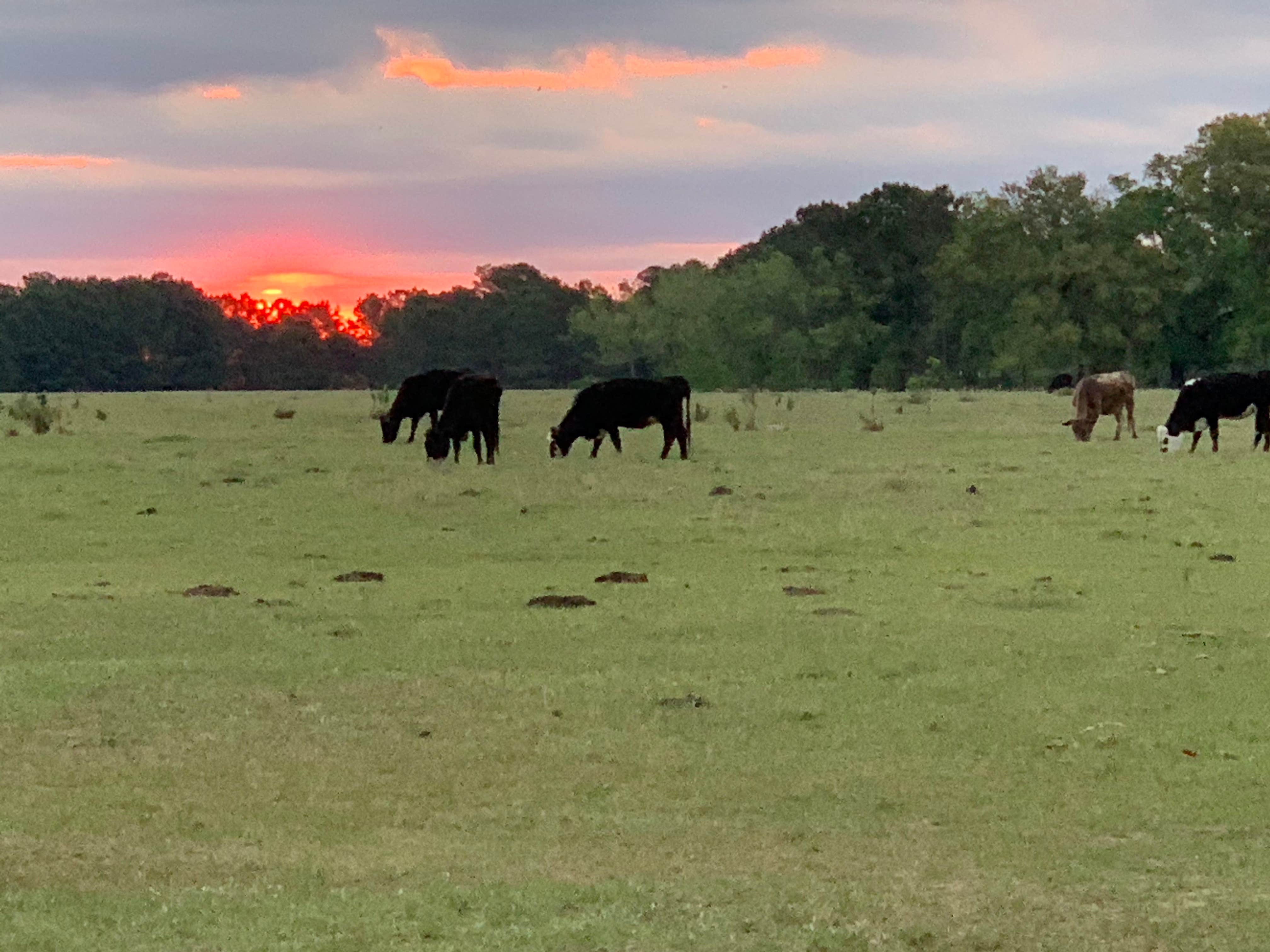 Camping near Remleys Point Public Boat Launch: Hanscombe Point Campground, Folly Beach, South Carolina