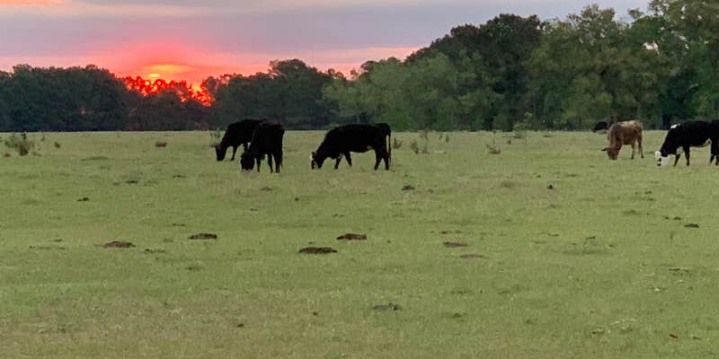 Camper submitted image from Hanscombe Point Campground