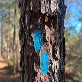 Review photo of Mutual Mine - Withlacoochee State Forest by Kaitlyn W., January 29, 2023