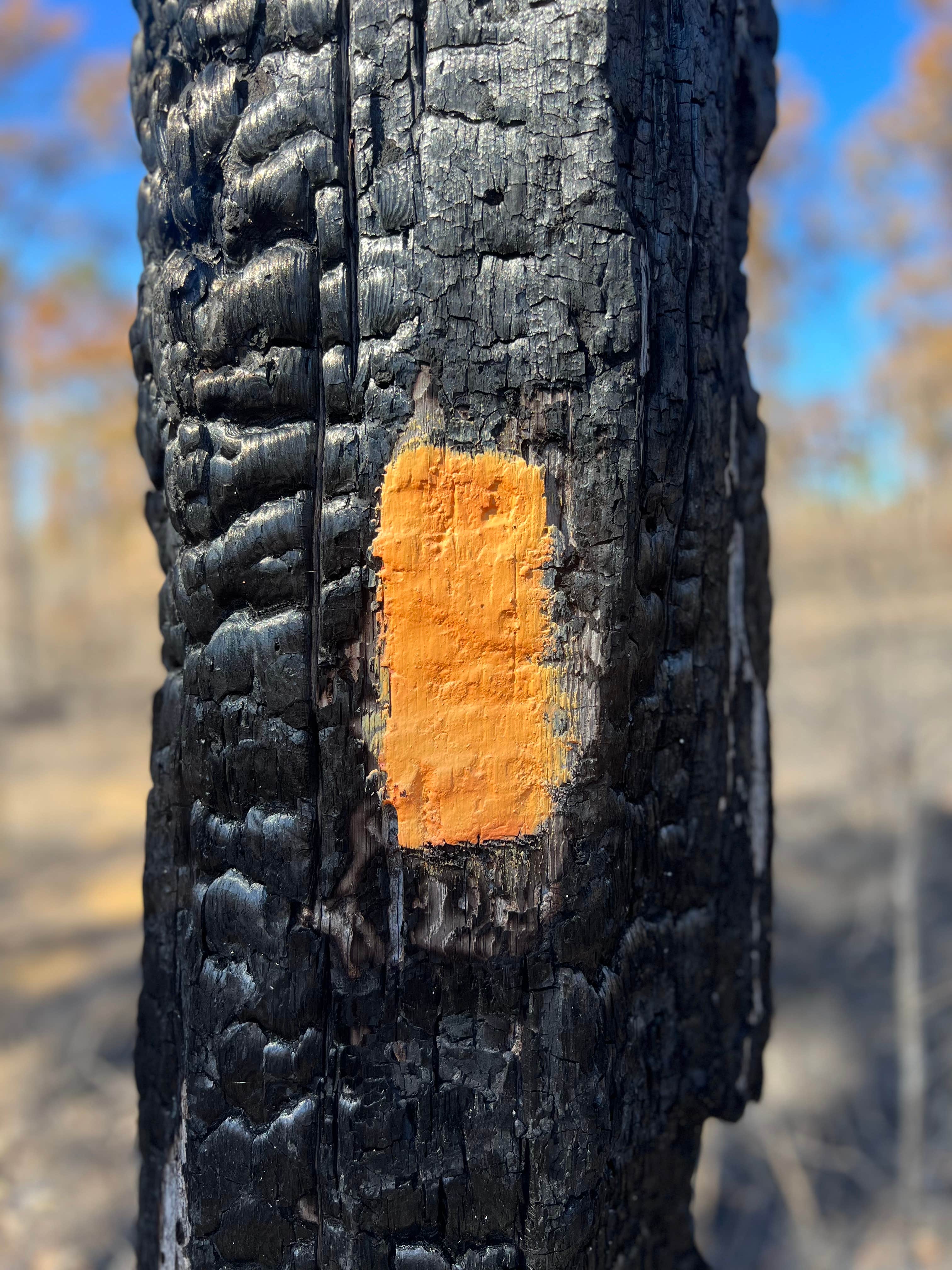 Camper-submitted photo at Mutual Mine Campground — Withlacoochee State Forest near Inverness, FL