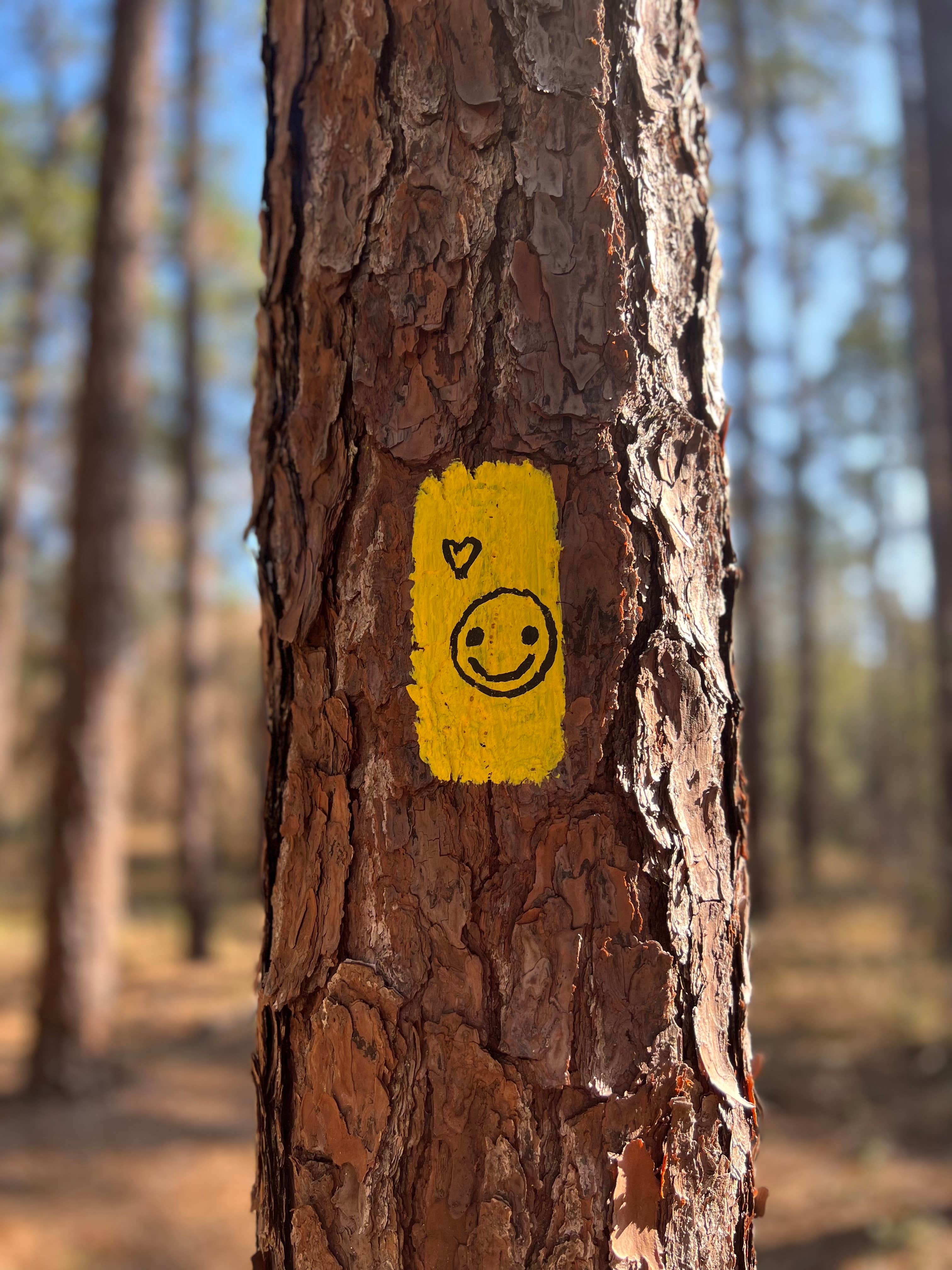 Camper-submitted photo at Mutual Mine Campground — Withlacoochee State Forest near Inverness, FL