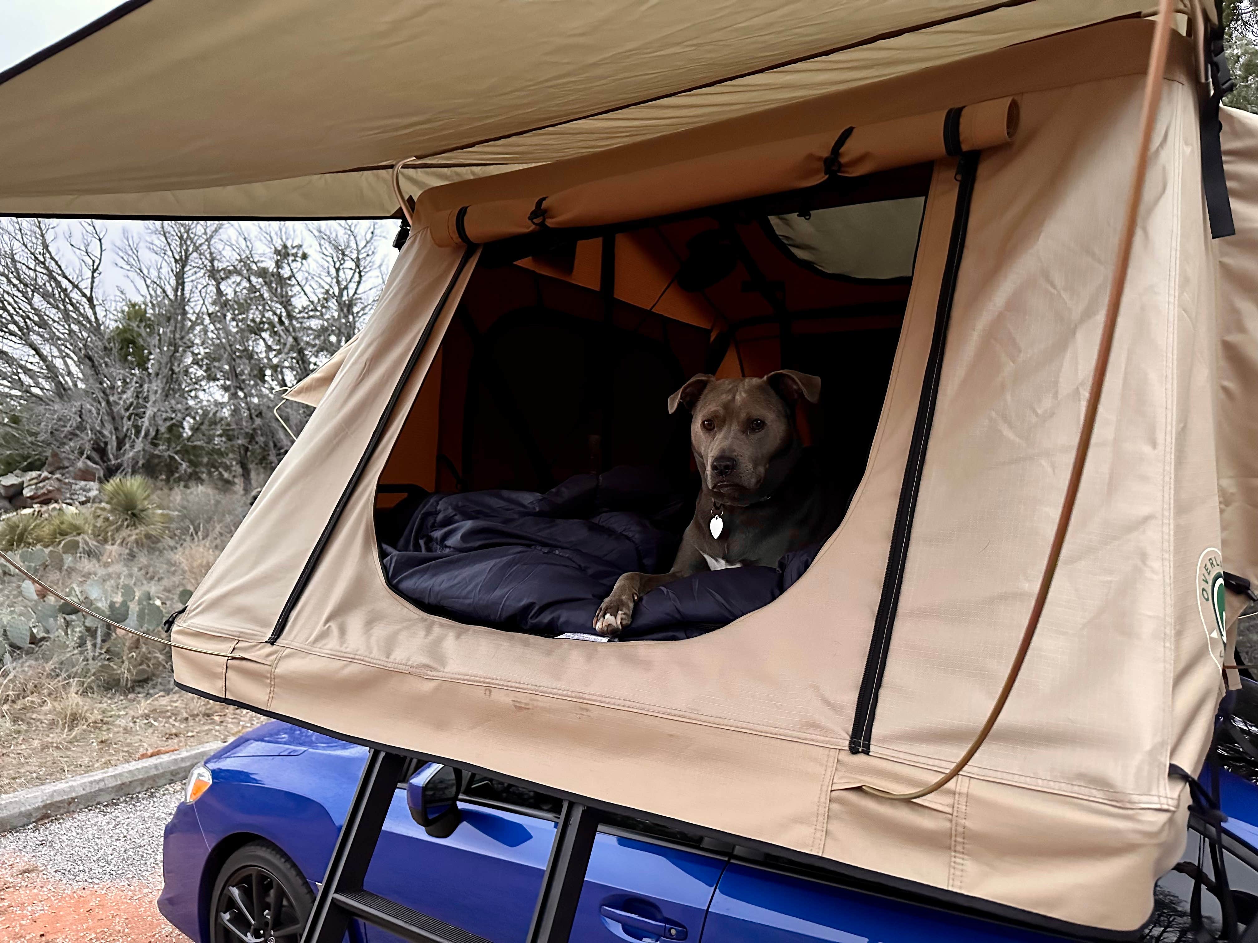 Bryce M.'s photo of camping with pets at Inks Lake State Park Campground near Horseshoe Bay, TX