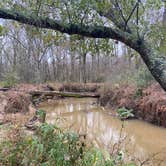 Review photo of Mission Tejas State Park Campground by Quinton C., January 30, 2023