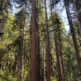 Review photo of Lower Blooms Creek — Big Basin Redwoods State Park — CAMPGROUND CLOSED by Mauriel O., September 29, 2018