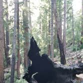 Review photo of Lower Blooms Creek — Big Basin Redwoods State Park — CAMPGROUND CLOSED by Mauriel O., September 29, 2018