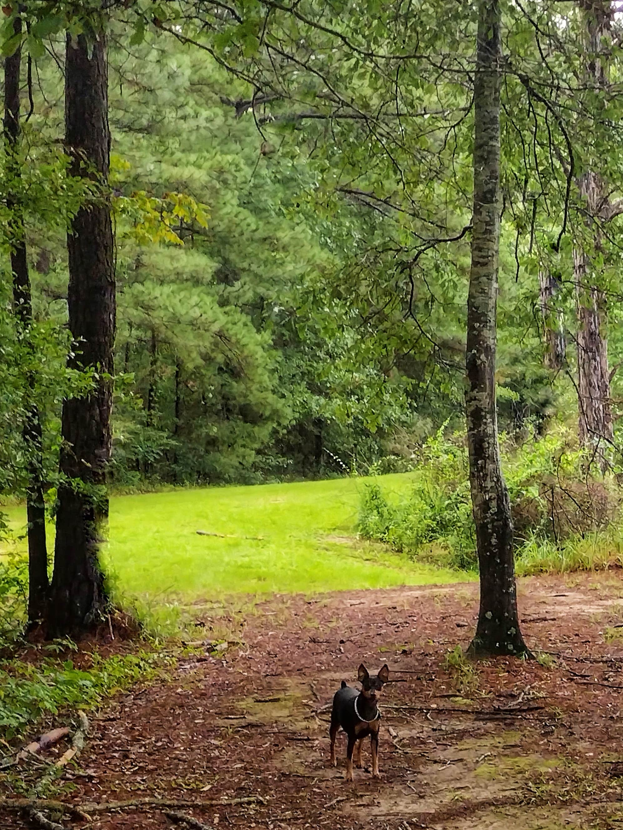 Rob D.'s photo of camping with pets at Wendy Oaks RV Resort near Brookhaven, MS