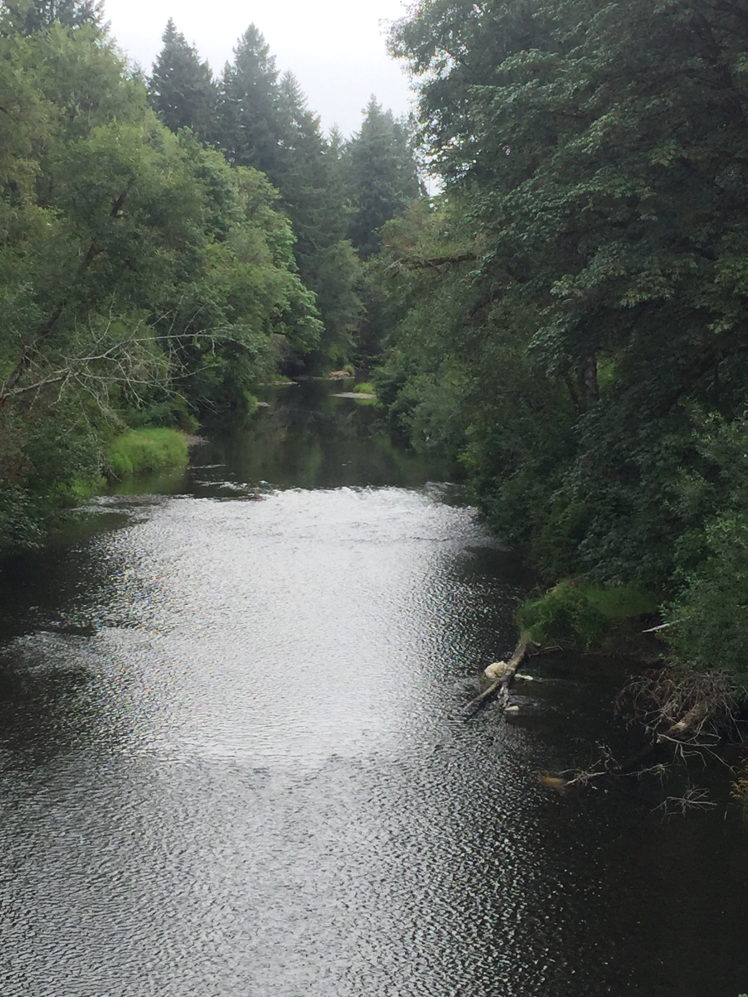Alsea River from a bridge. A boat launch is below to the right and the campground is on the right a bit farther down. Water height is variable with some deeper and some shallow, rocky areas. Crawfish abound in the river. 