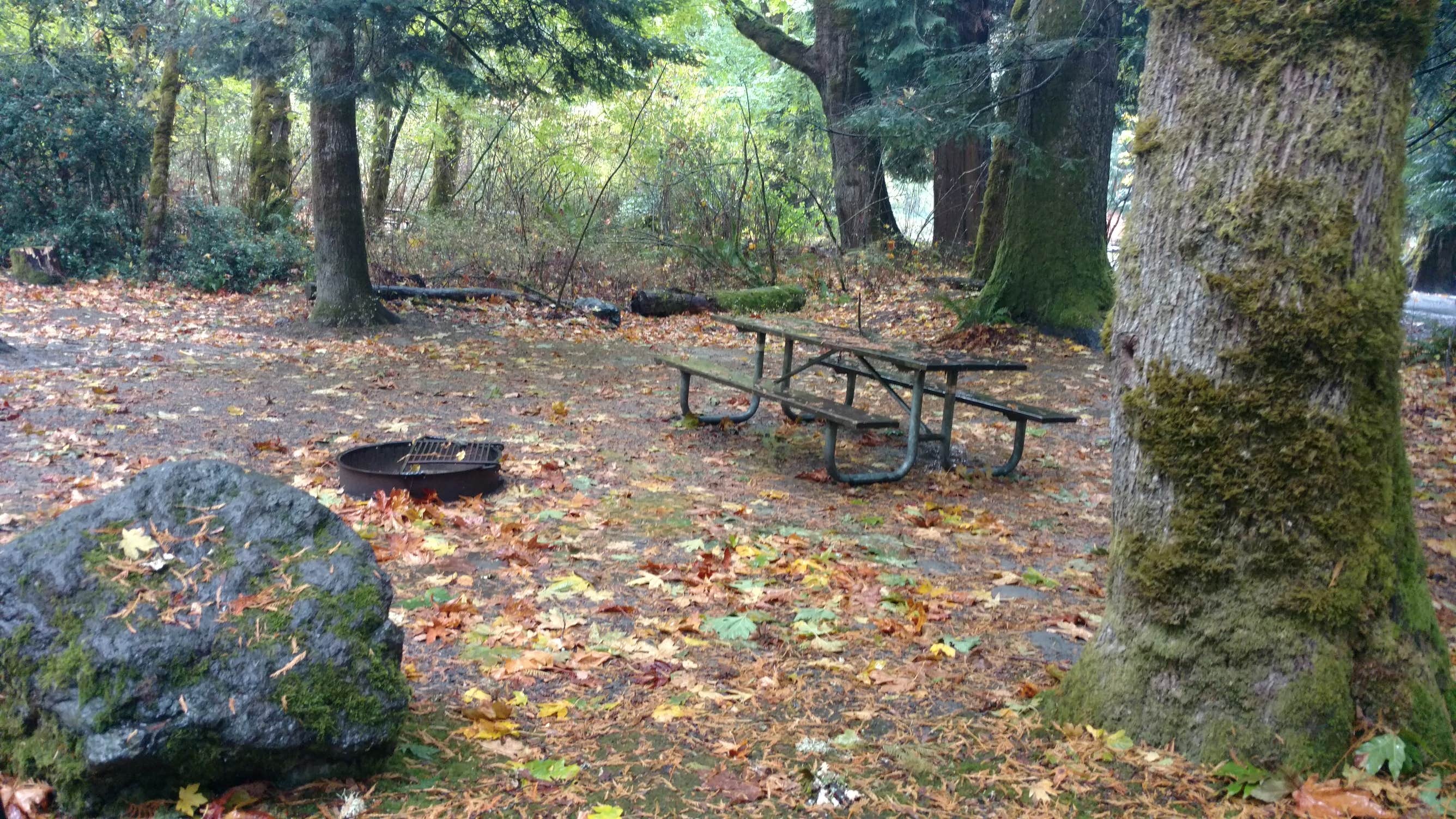 Camper submitted image from Dosewallips State Park Campground - 4