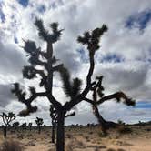 Review photo of Indian Cove Campground — Joshua Tree National Park by Brad P., January 30, 2023