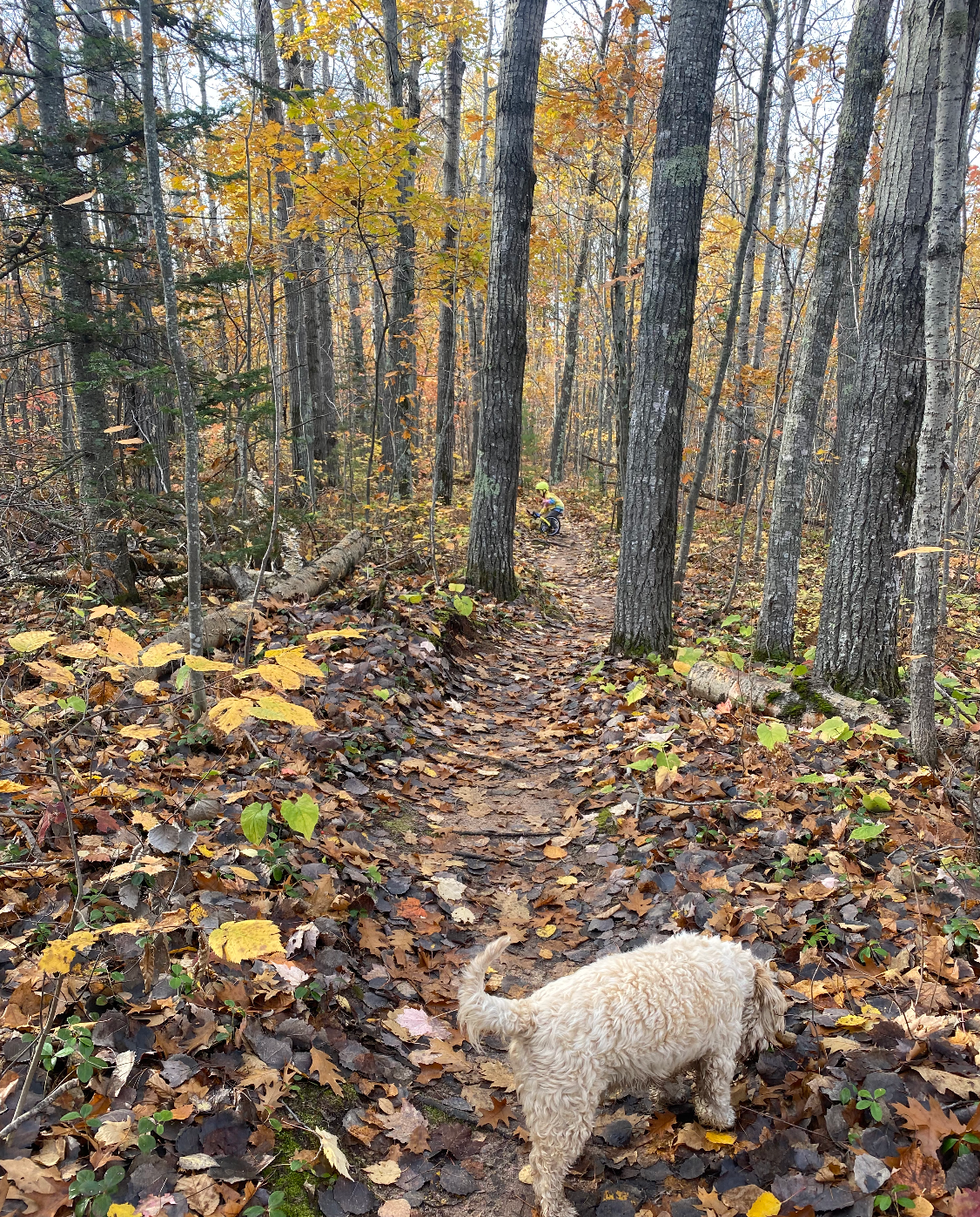 Abe C.'s photo of camping with pets at Sailor Springs Glamping near Cornucopia, WI