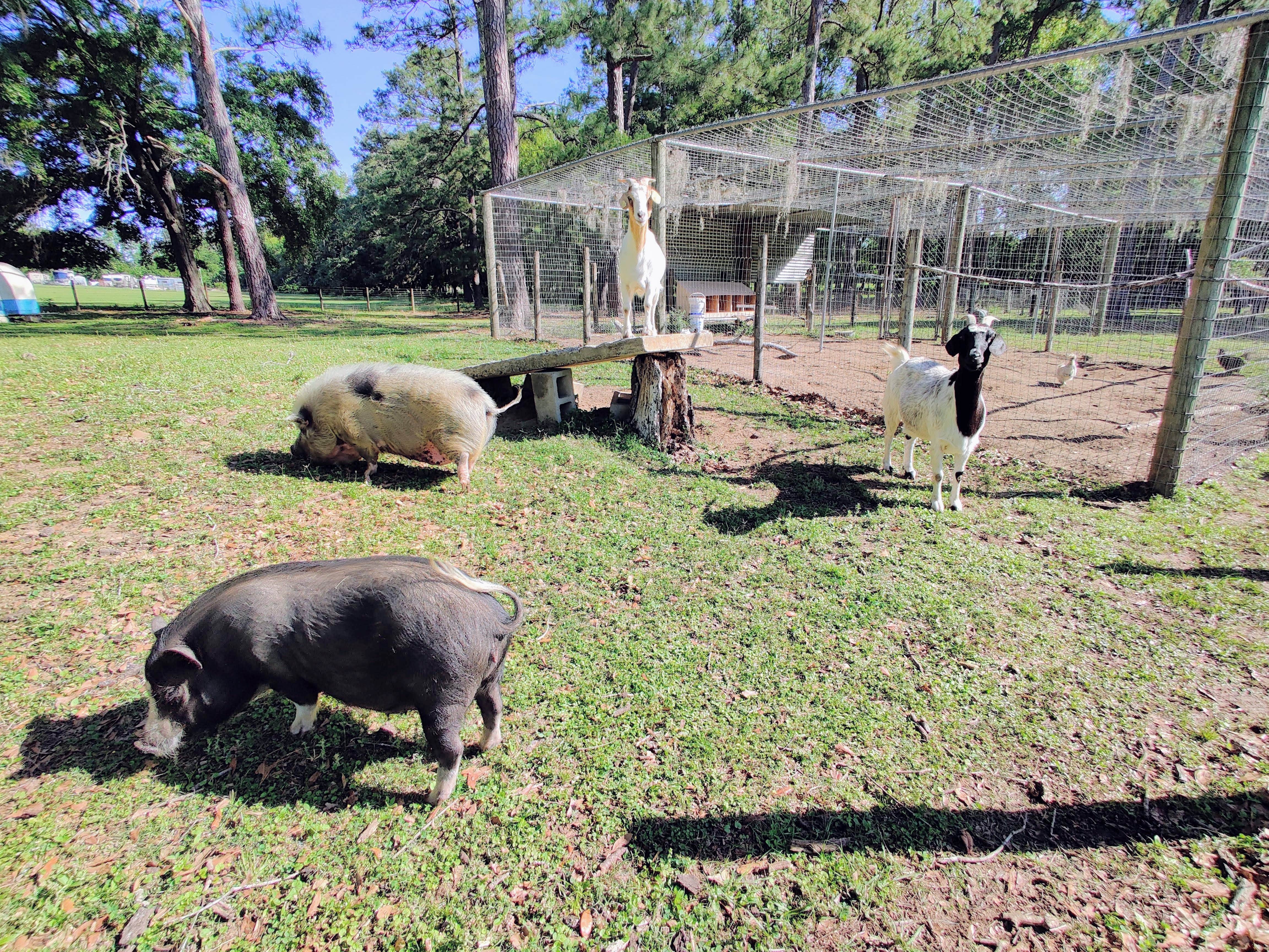 Camper-submitted photo at Travelers Campground near Waldo, FL