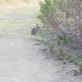 Review photo of Plaskett Creek Campground - Los Padres National Forest by Mauriel O., September 29, 2018