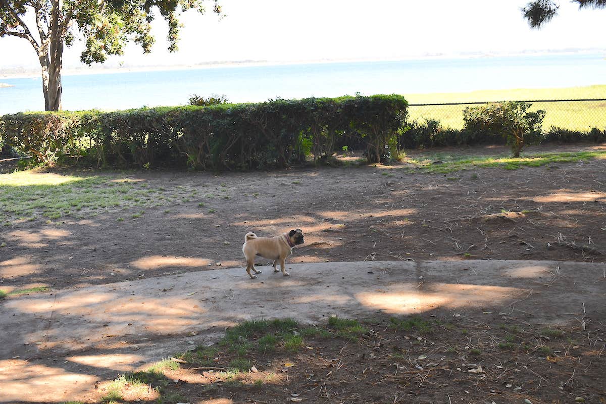 Newport Dunes W.'s photo of camping with pets at Campland on the Bay near Spring Valley, CA