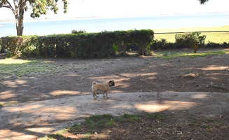 Newport Dunes W.'s photo of camping with pets at Campland on the Bay near Cardiff-by-the-Sea, CA