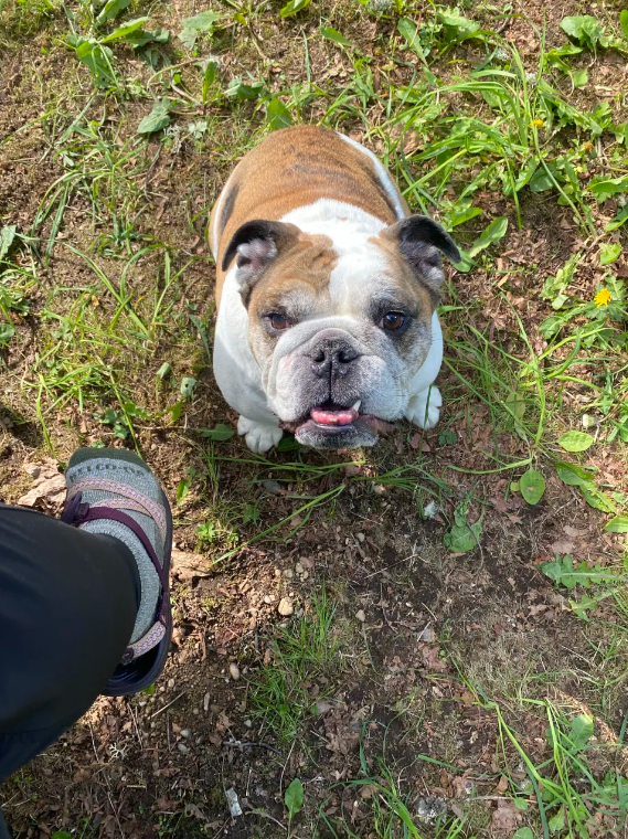 Paul Y.'s photo of camping with pets at Grove Getaways near Tacoma, WA
