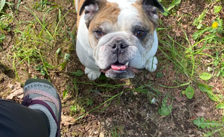 Paul Y.'s photo of camping with pets at Grove Getaways near Federal Way, WA