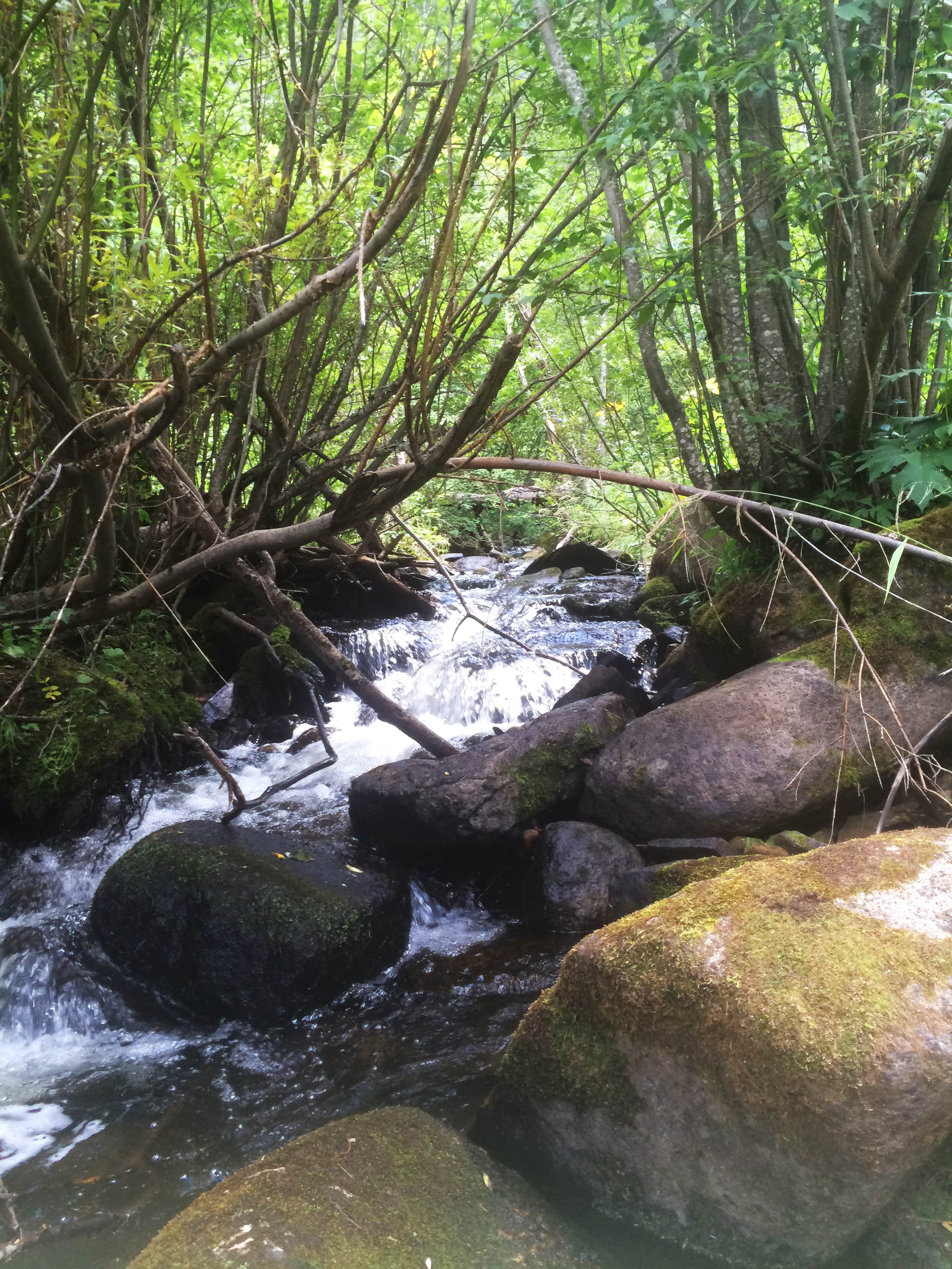 Camper submitted image from Cowles Campground - 2