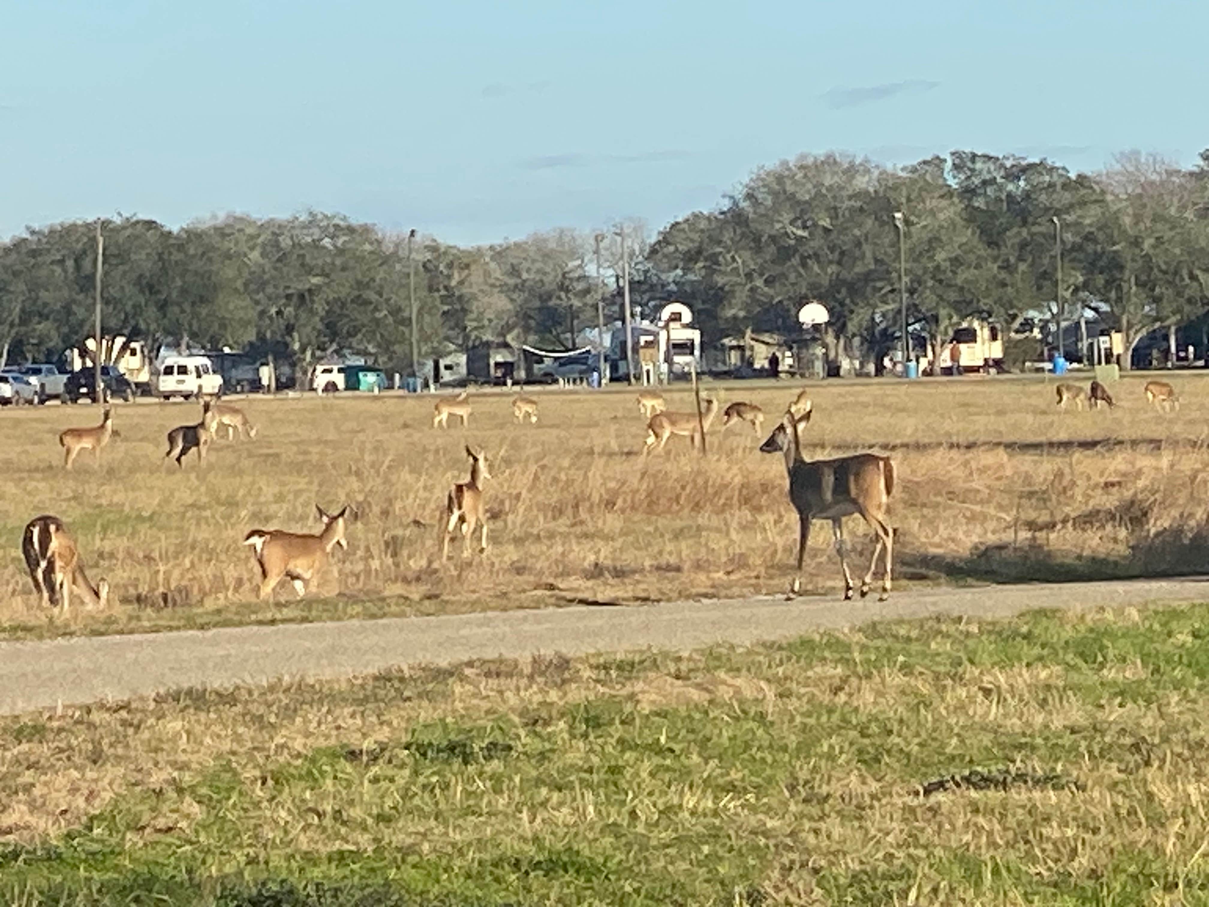 Camper-submitted photo at Brackenridge Recreation Complex near Hallettsville, TX