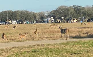 Andrea S.'s photo of camping with pets at Brackenridge Recreation Complex near Cuero, TX