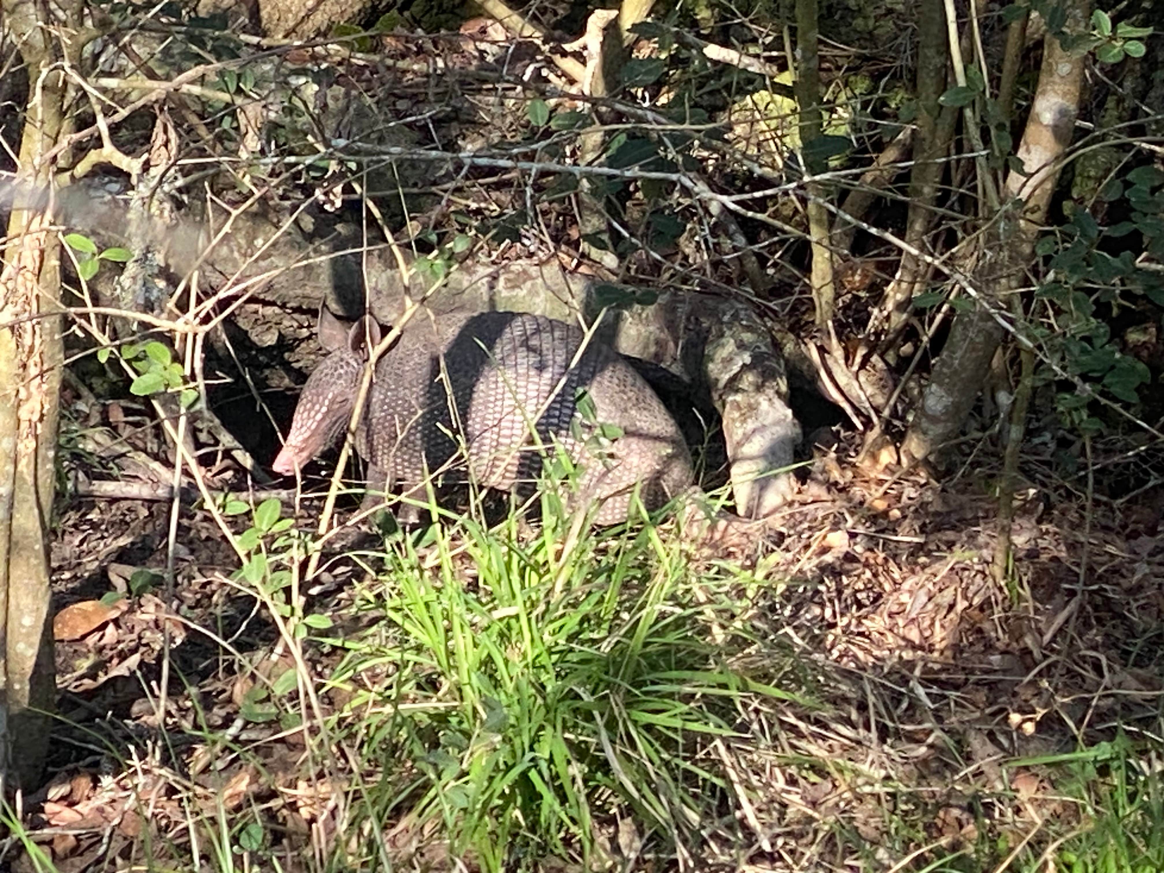 Camper-submitted photo at Brackenridge Recreation Complex near Hallettsville, TX