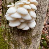 Review photo of Hocking Hills State Park Campground by Shannon G., February 5, 2023