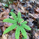 Review photo of Hocking Hills State Park Campground by Shannon G., February 5, 2023