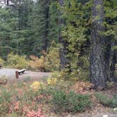 Review photo of Klipchuck Campground by Natalie B., September 29, 2018