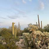 Review photo of Cactus Forest Dispersed by Isabel H., February 6, 2023