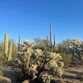 Review photo of Cactus Forest Dispersed by Isabel H., February 6, 2023