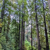 Review photo of Jedidiah Smith Campground — Redwood National Park by Karolina N., February 6, 2023