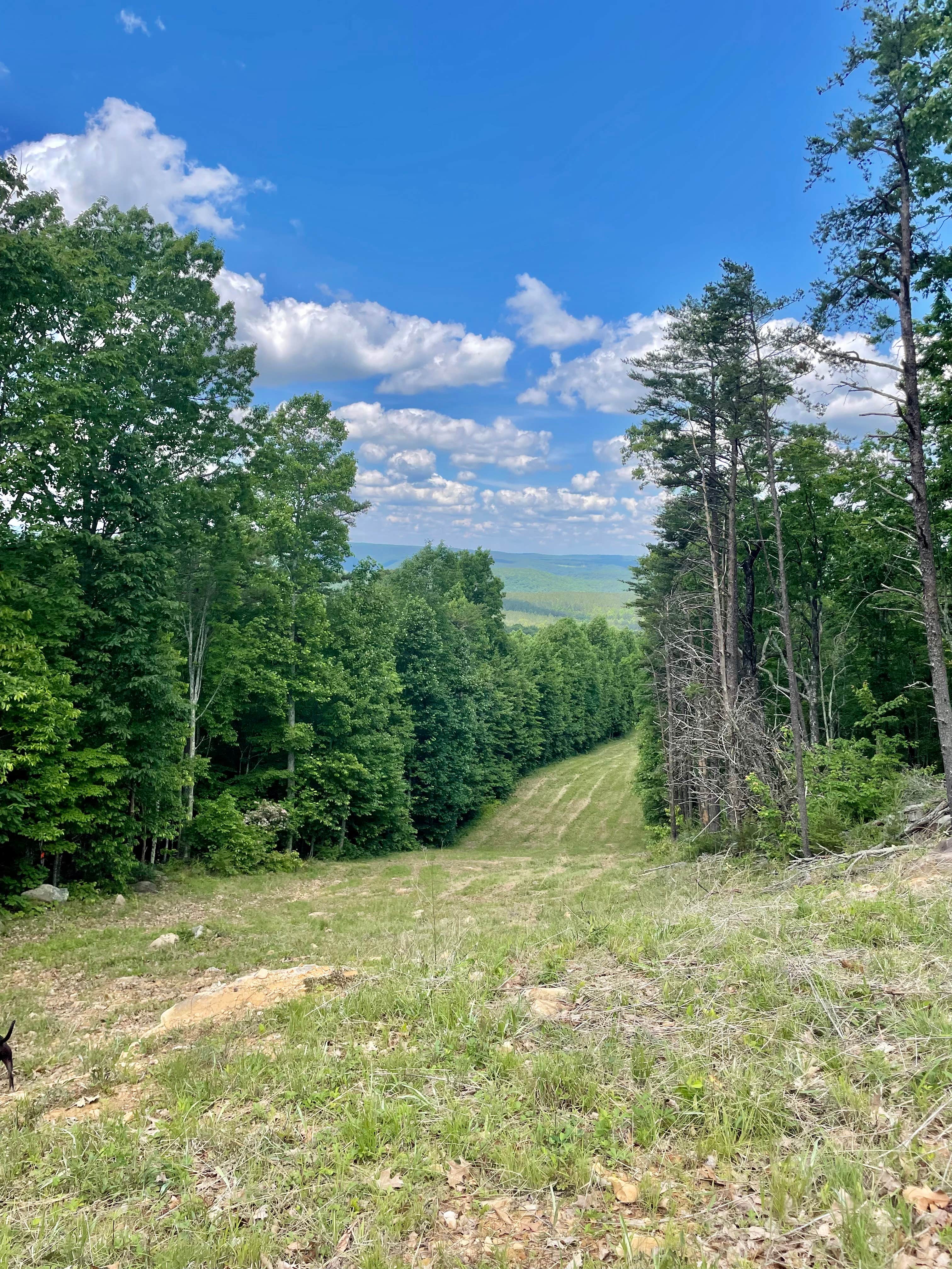 Kristen B.'s photo of camping with pets at Camp Chet near Chattanooga, TN