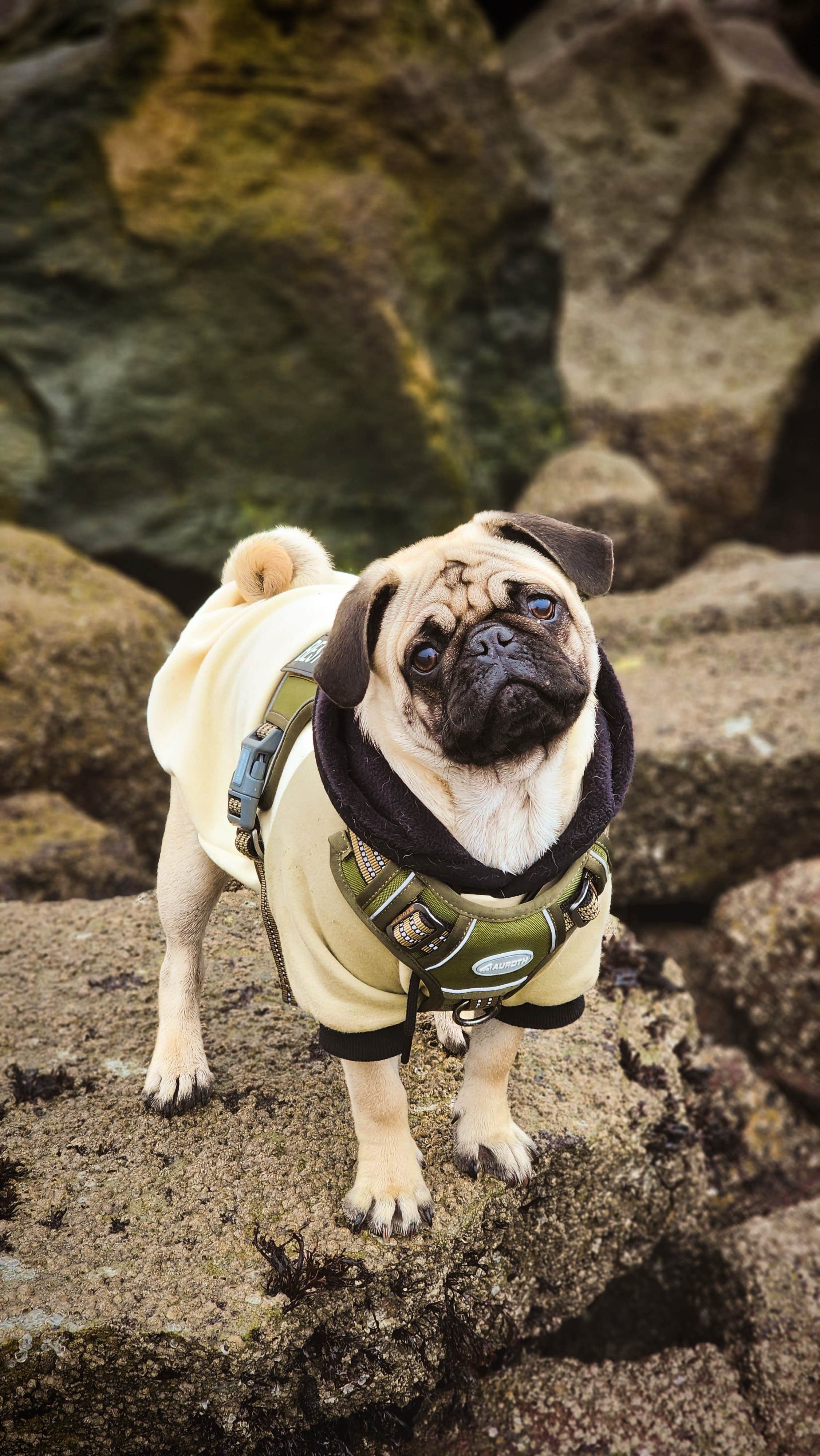 Raven P.'s photo of camping with pets at Pillar Point RV Park near Pacifica, CA