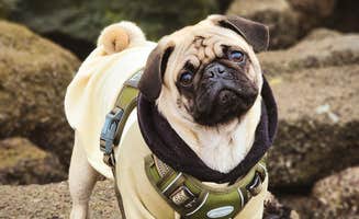 Raven P.'s photo of camping with pets at Pillar Point RV Park near Belmont, CA