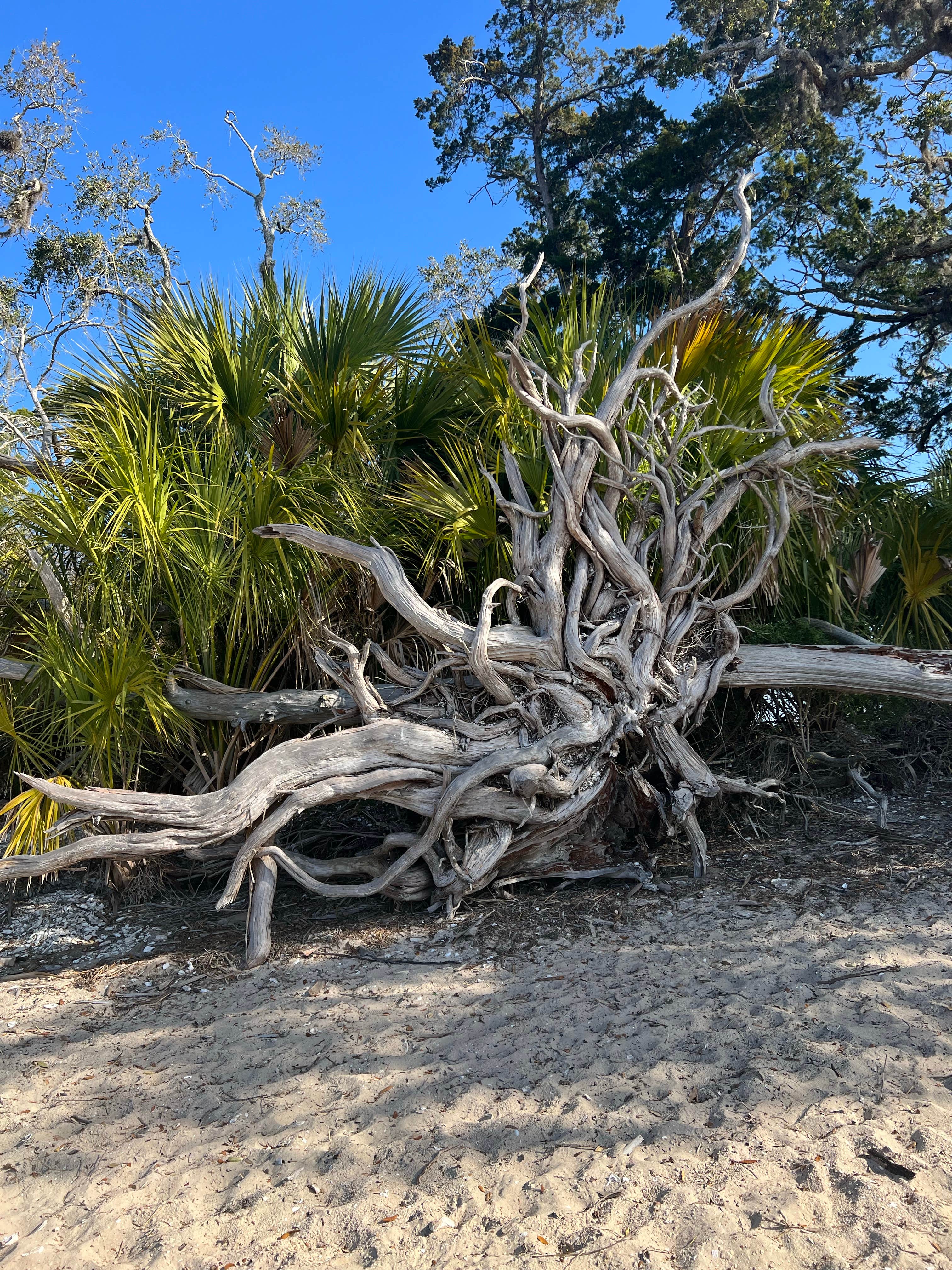 Camper-submitted photo at Shired Island Campground near Cedar Key, FL