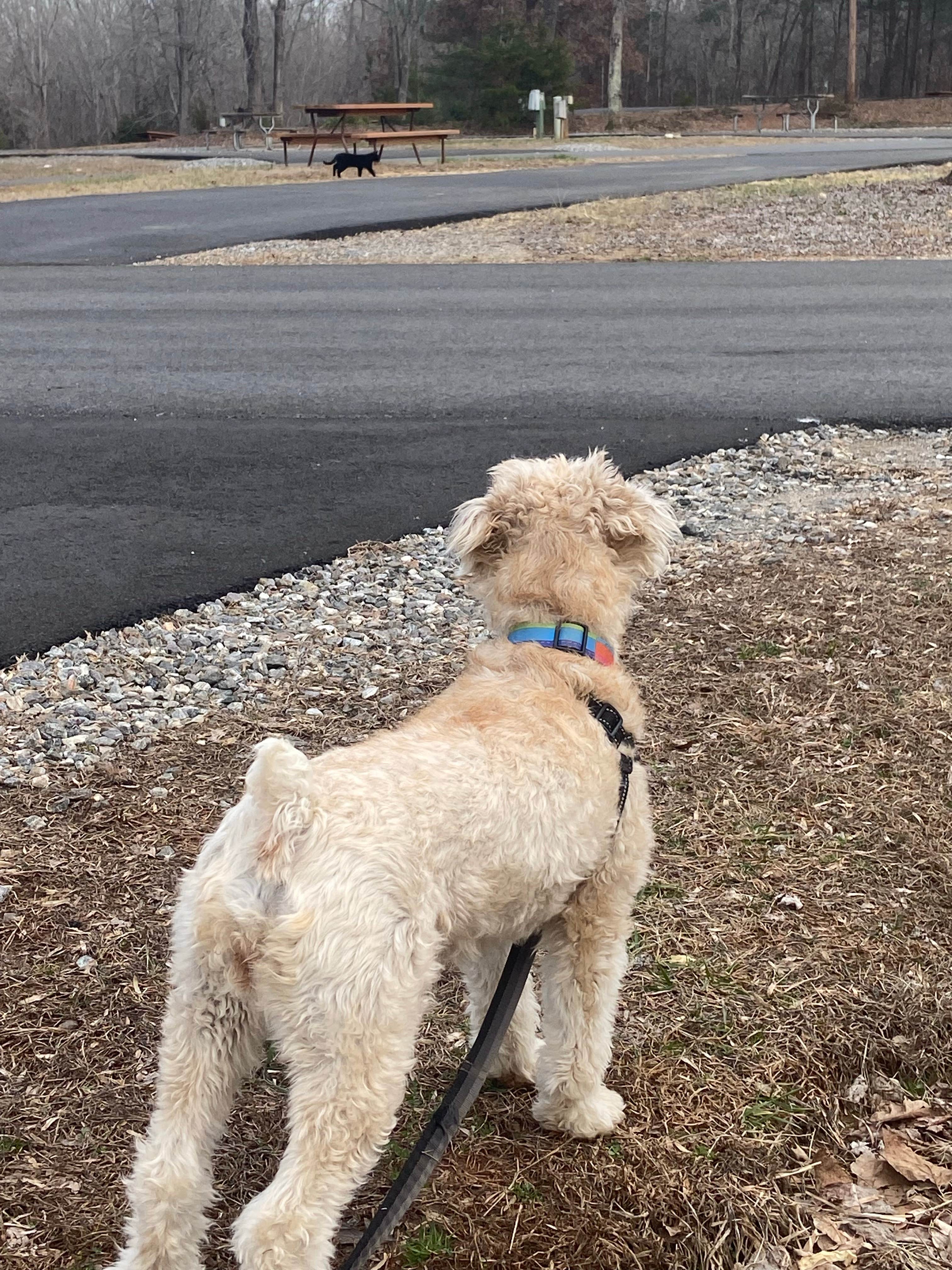 Zachary H.'s photo of camping with pets at Statesville RV Park I-77 near Lincolnton, NC