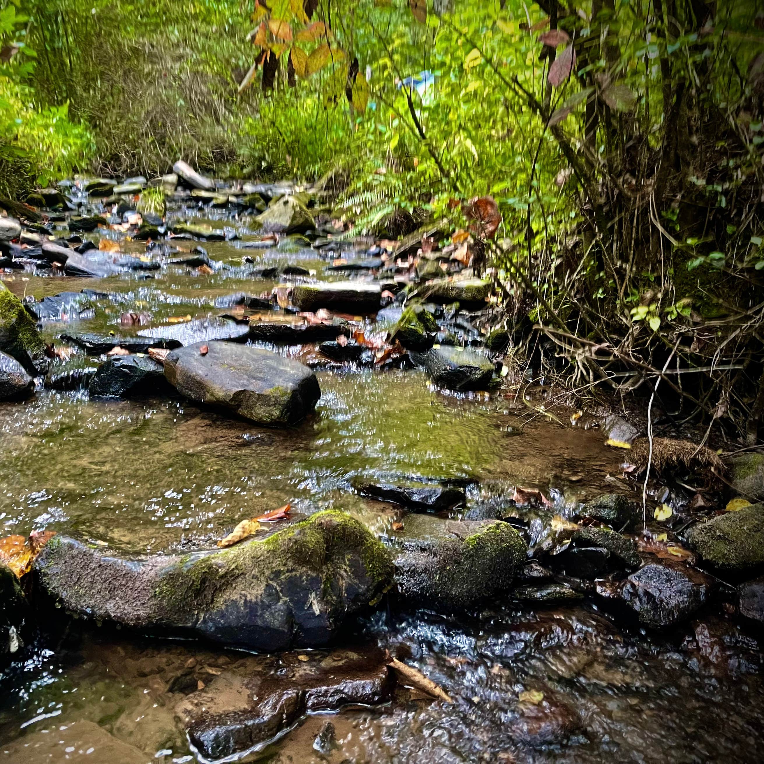 Turkey Creek Campground Camping The Dyrt