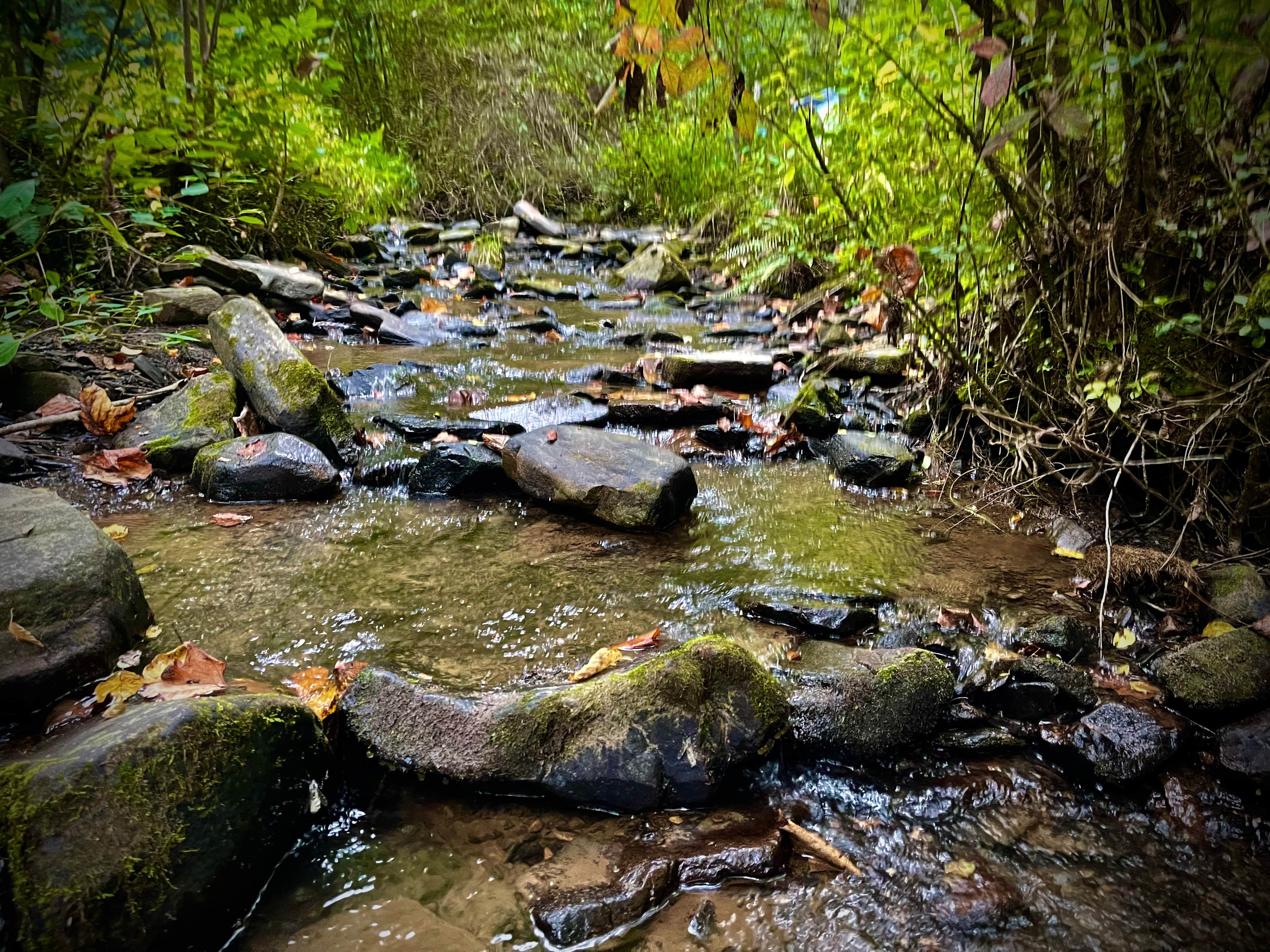 Camper submitted image from Turkey Creek Campground - 2