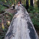 Review photo of Lower Blooms Creek — Big Basin Redwoods State Park — CAMPGROUND CLOSED by Mauriel O., September 29, 2018