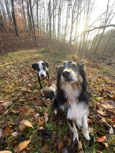 Camper-submitted photo at York Hollow near Elkmont, AL