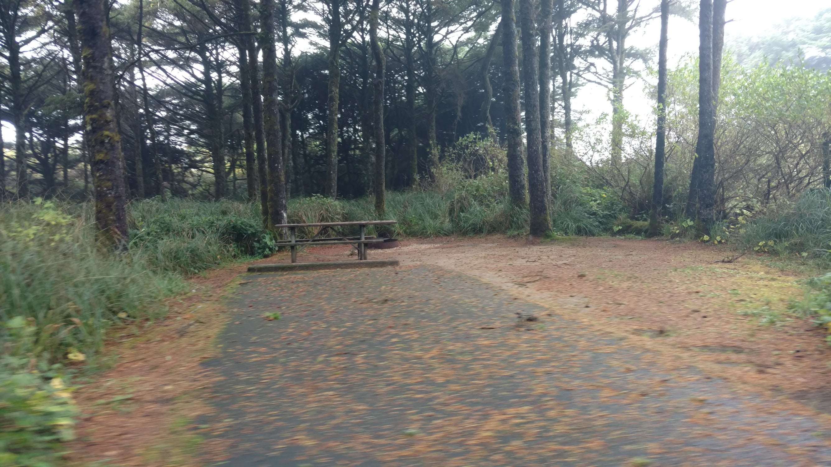 Camper submitted image from Beachside State Recreation Site - 5