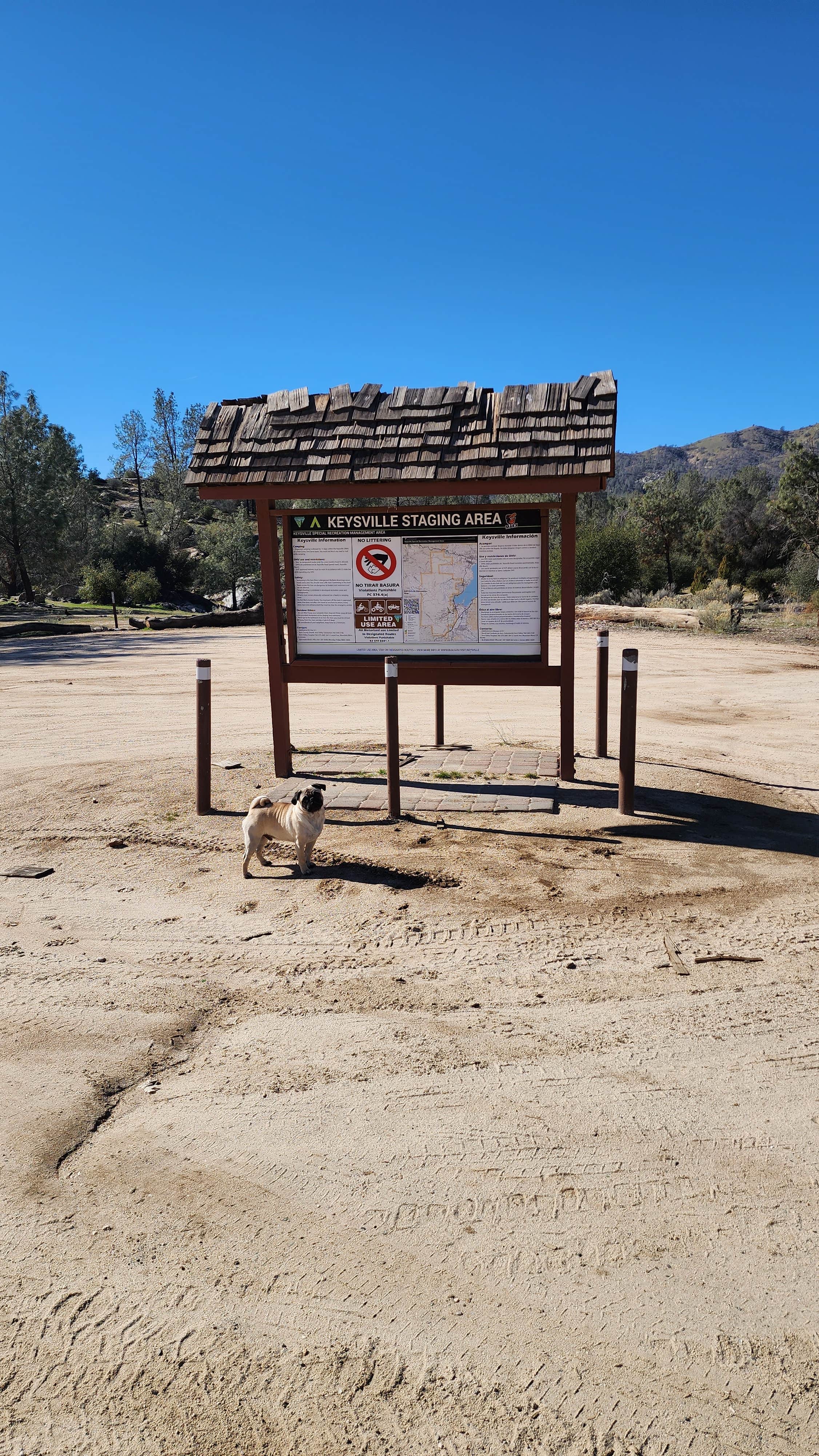 Raven P.'s photo of camping with pets at Keyesville Recreation Area Dispersed near Posey, CA