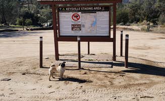 Raven P.'s photo of camping with pets at Keyesville Recreation Area Dispersed near Greenfield, CA