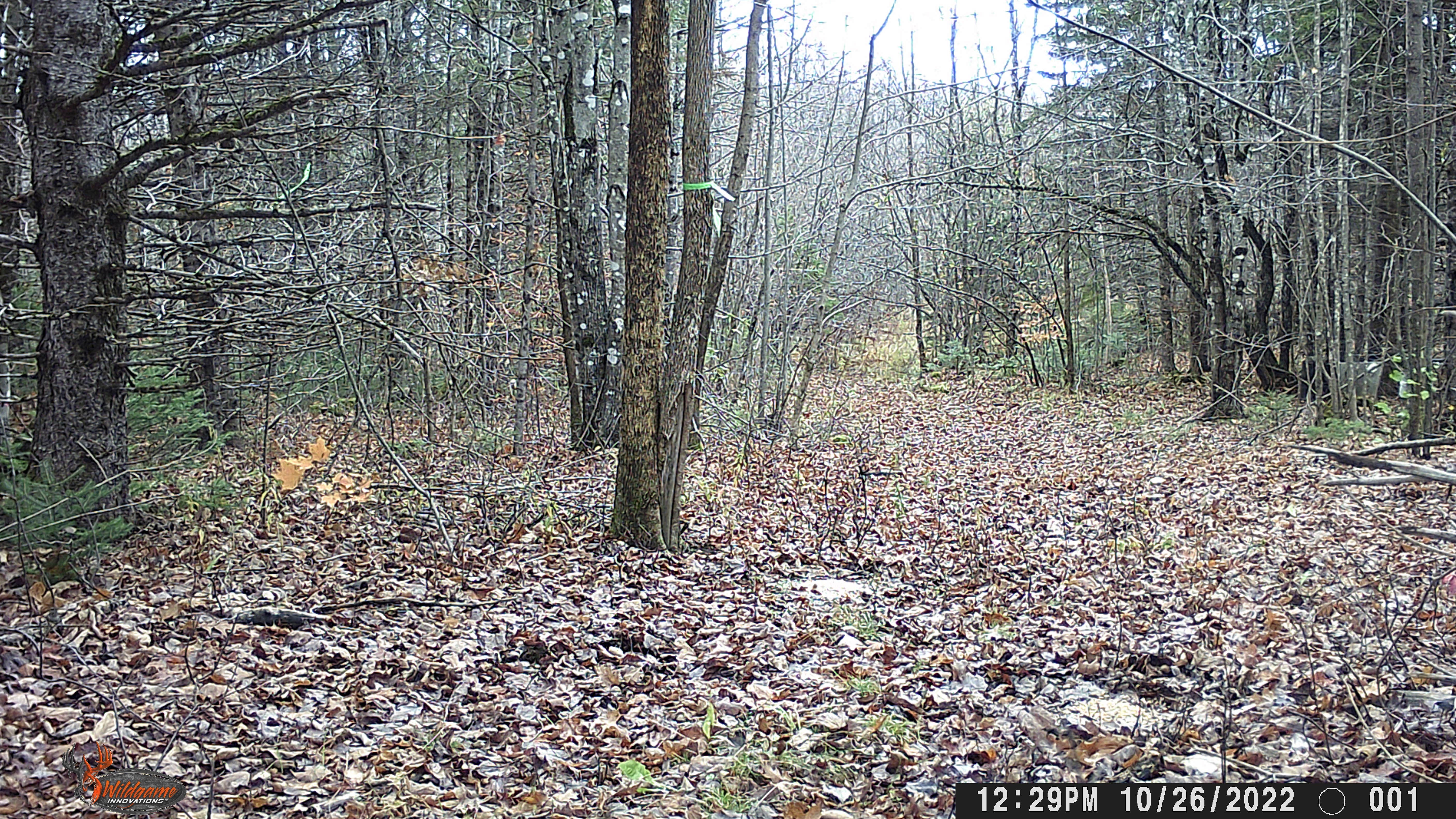 Camper-submitted photo at Debs Place near Houlton, ME