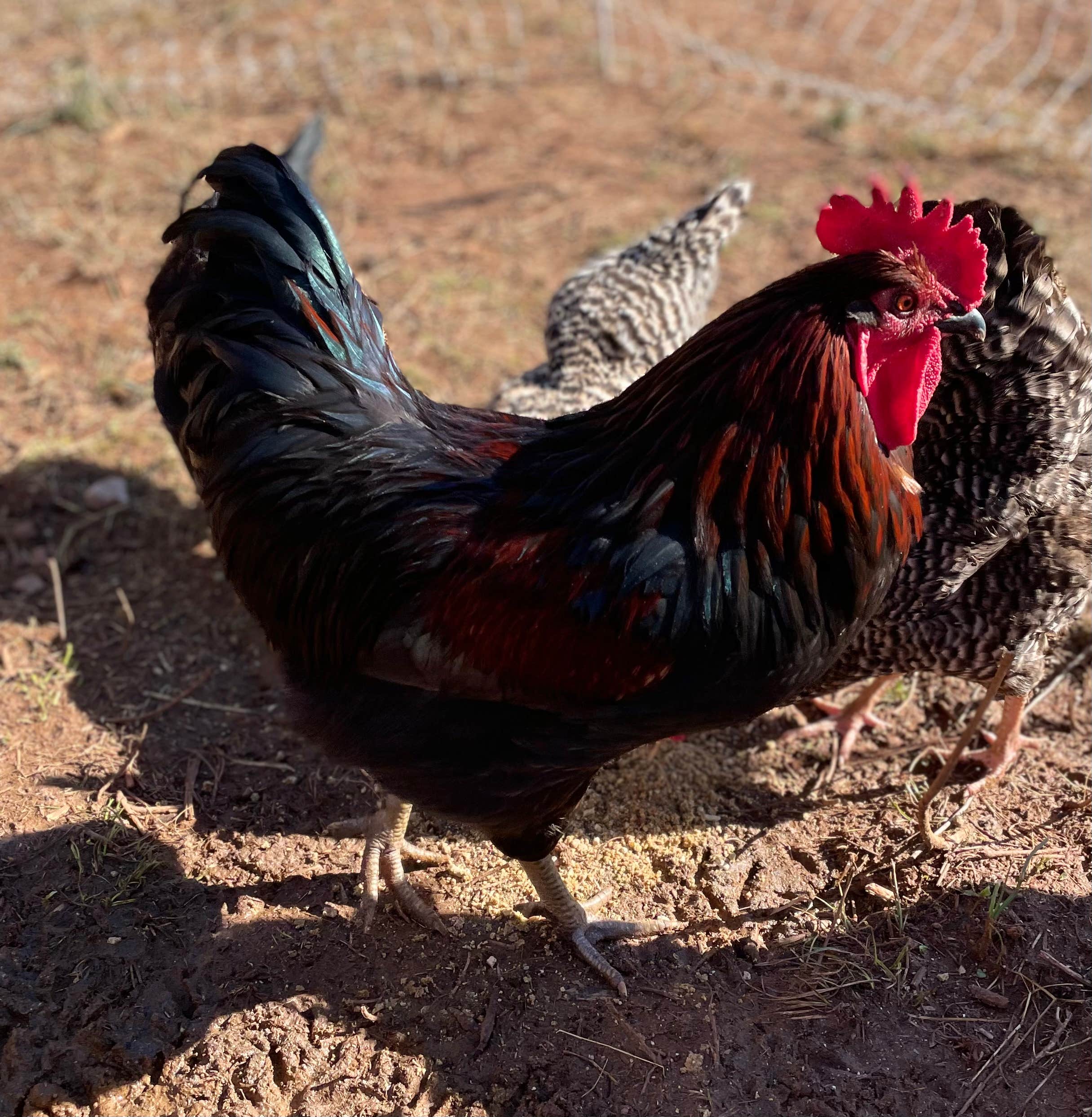 Camper-submitted photo at Steele’s Town Creek Farm near Newton, NC