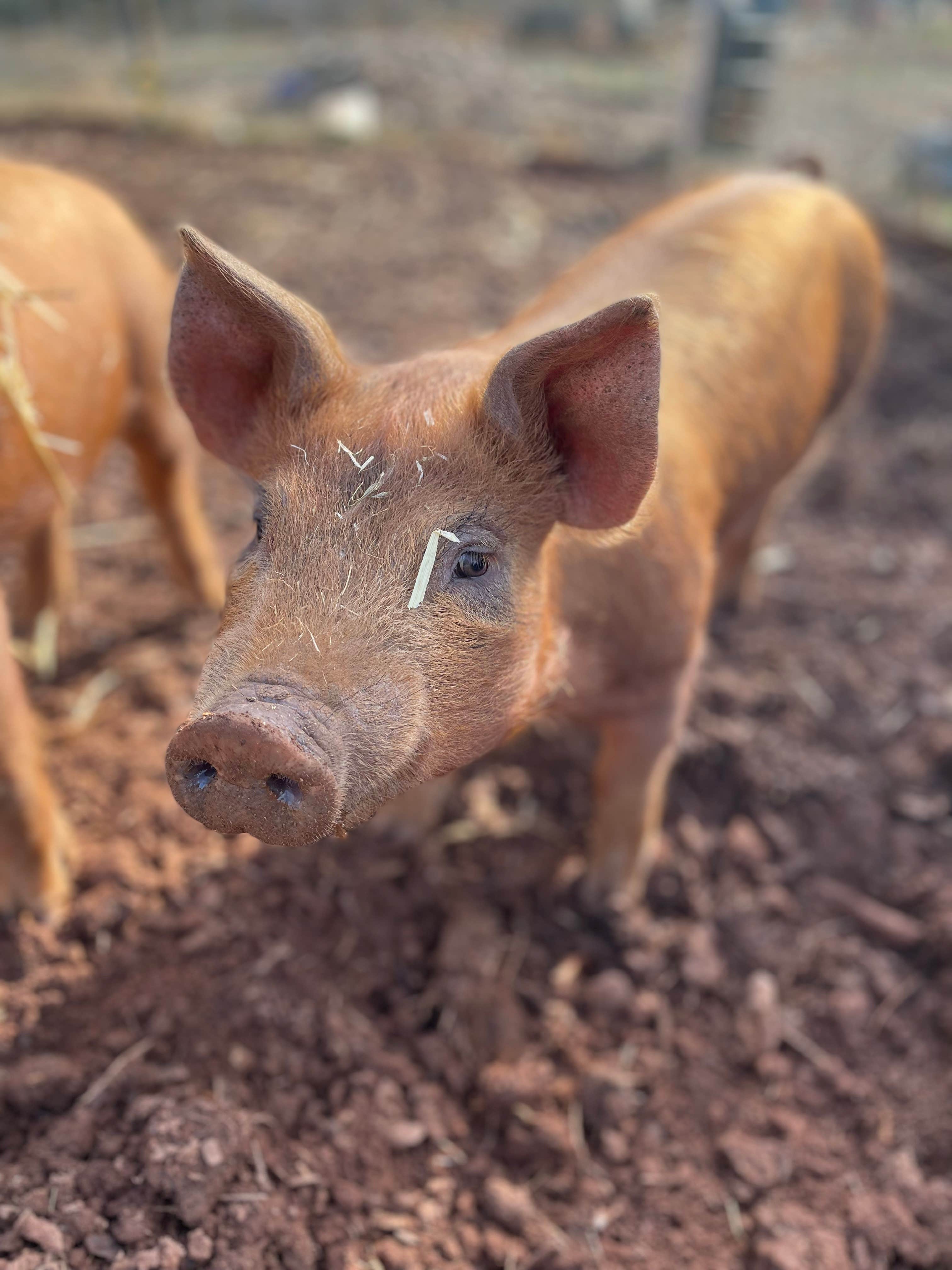Camper-submitted photo at Steele’s Town Creek Farm near Newton, NC
