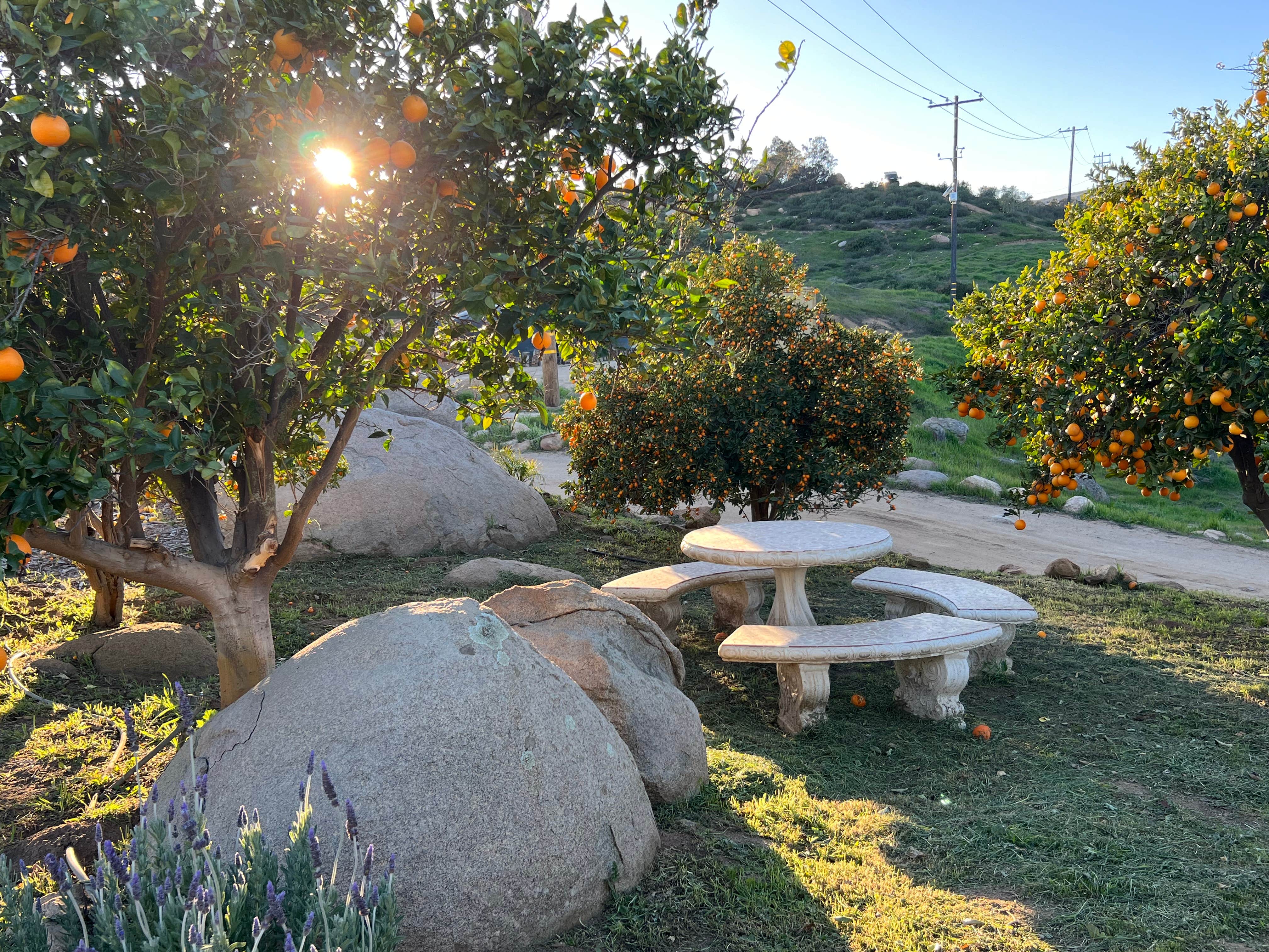 Camper submitted image from Zephyr Mountain Farms - 4