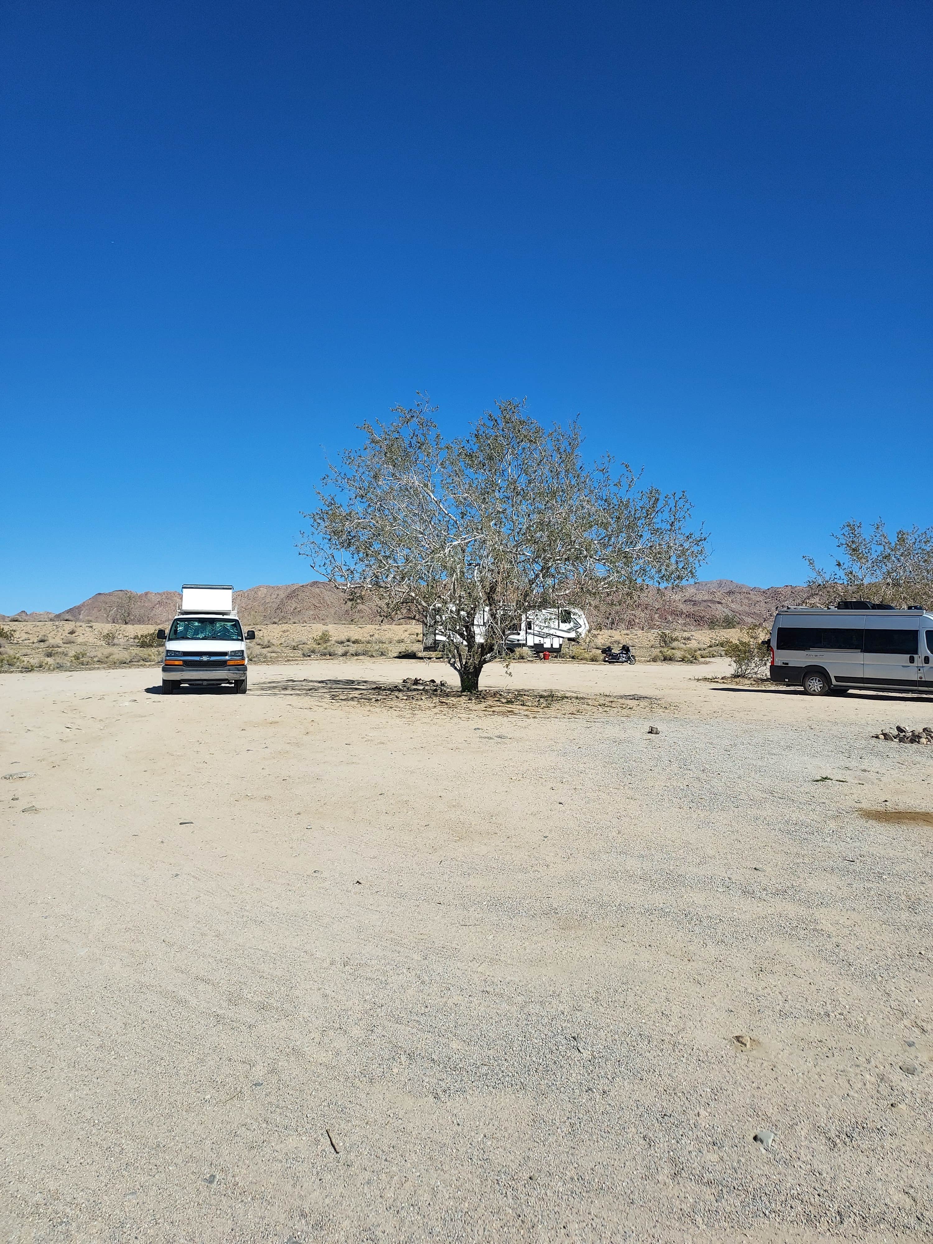 Camper submitted image from Joshua Tree South Dispersed Camping - 5